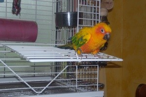 Refinishing a Bird Cage