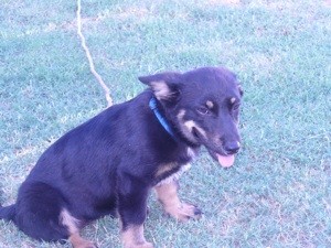 What Breed is My Dog?