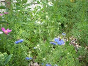 What is This Plant?