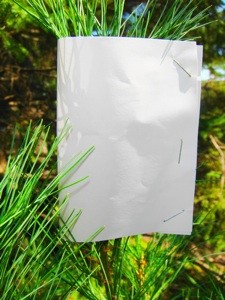 Protecting Pine Seedlings From Deer Browsing