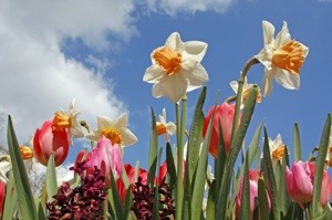 Where to Shop for Bulbs