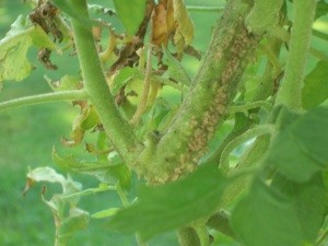 Tomato Stem is Bumpy
