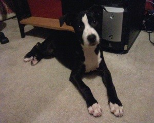 What Breed is My Dog?