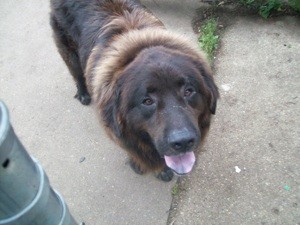 What Breed is My Dog?