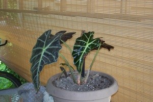 What is This Plant?