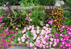 Garden: Coleus