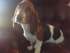 Constance Joy (Bassett Hound)