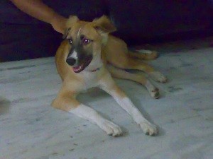 What Breed is My Dog?