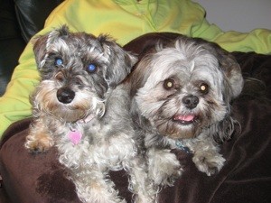Getting Dogs to Not Chase Cats