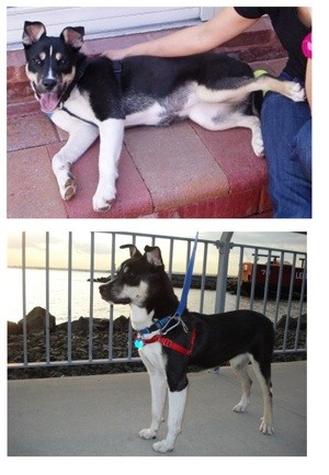 What Breed is My Dog? 