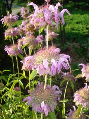 What is this Plant?