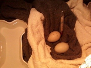 Incubating Duck Eggs
