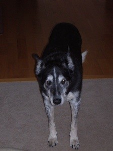Dog is Having Fecal Incontinence