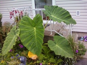 Wintering an Elephant Ear Plant