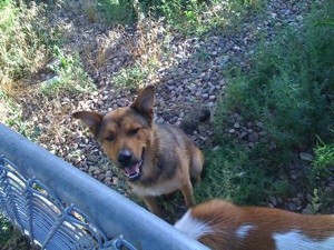 What Breed is My Dog?