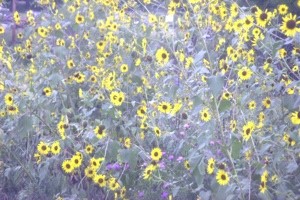 Garden: Yellow Flowers