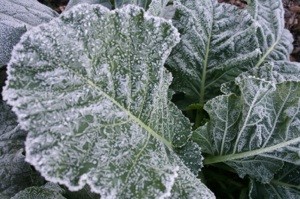 Preparing For The First Frost