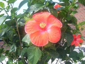 Is This a Hardy Hibiscus?