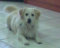 What Breed is My Dog?