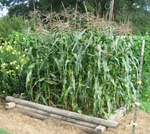 Garden: Growing Corn In A Raised Bed