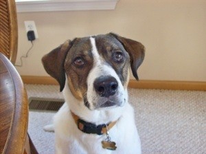 Suggestions for Camping With a Dog