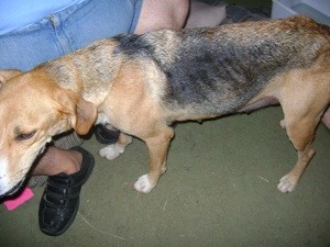 What Breed is My Dog?