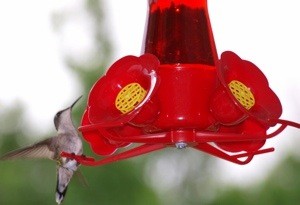 Wildlife: Hummingbirds at the Feeder