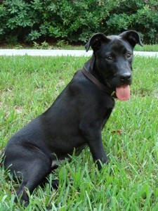 What Breed is My Dog?