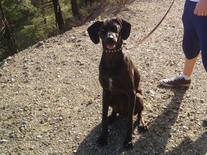 What Breed is My Dog?