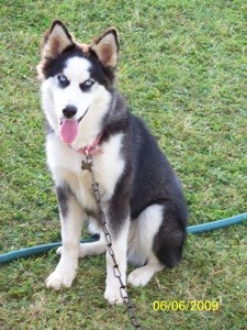 What Breed is My Dog?