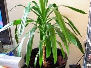 What is This Plant?