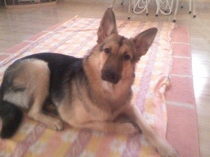 What Breed is My Dog?