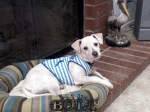 What Breed is My Dog?
