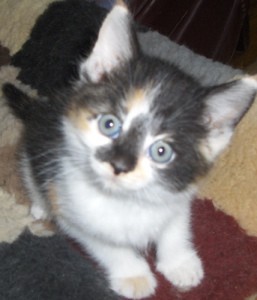Introducing a New Kitten to Your Older Cat