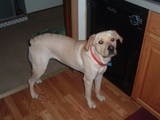 What Breed is My Dog?