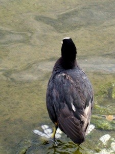 What is This Bird?