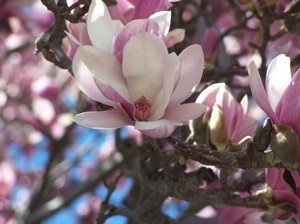 Garden: Magnolia Photos