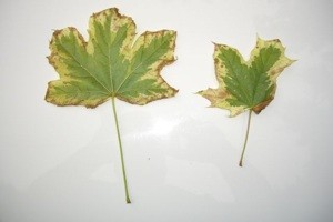 Maples Leaves Turning Brown