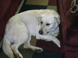 What Breed is My Dog?