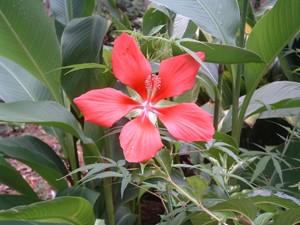 Garden: Magenta Hibiscus