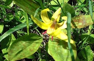 What is This Plant?