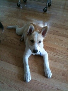 What Breed is My Dog?
