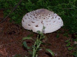 Garden: Mushrooms