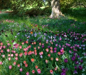 How To Naturalize Bulbs