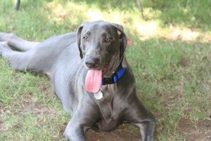 Dog Nibbles on Us