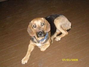 What Breed is My Dog?