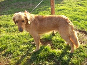 What Breed is My Dog?