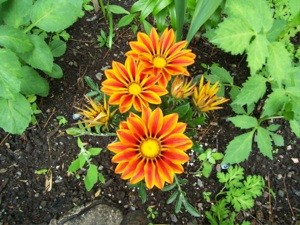 What is This Plant?