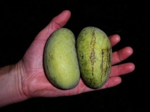 Recipes Using Pawpaws