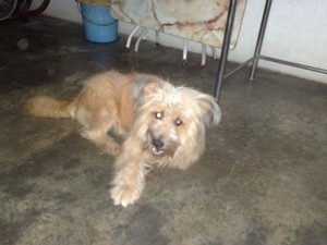 What Breed is My Dog?